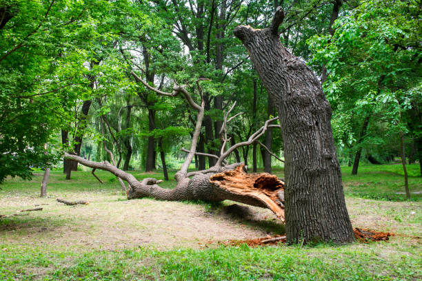 Lawn Maintenance Plans in Lexington, MO
