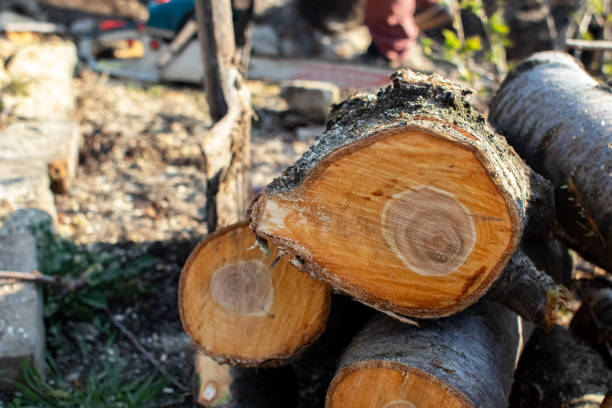 Trusted Lexington, MO Tree Care Experts